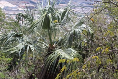 Brahea dulcis, photographed by Francisco Martínez González