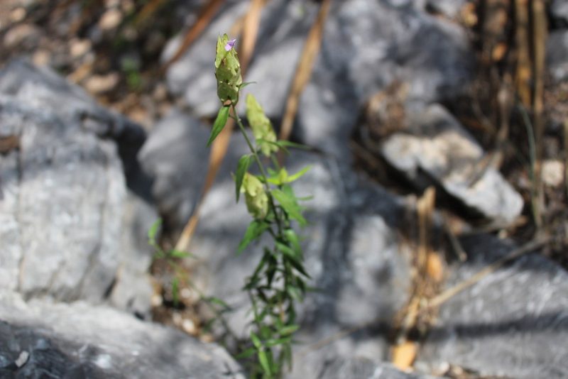 Yeatesia platystegia, photographed by Francisco Martínez González