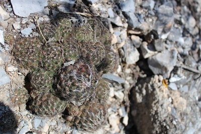 Coryphantha neglecta, photographed by Francisco Martínez González