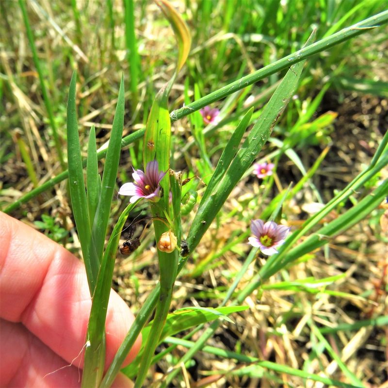 Sisyrinchium minus, photographed by Annika Lindqvist