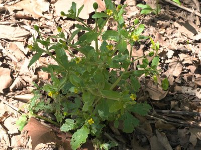 Ranunculus micranthus, photographed by Robert Webster