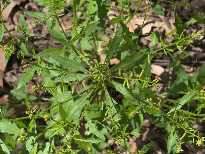 Rorippa sessiliflora, photographed by Robert Webster
