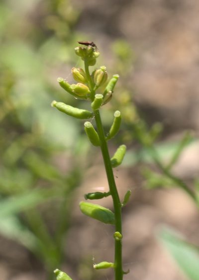 Rorippa sessiliflora, photographed by Robert Webster