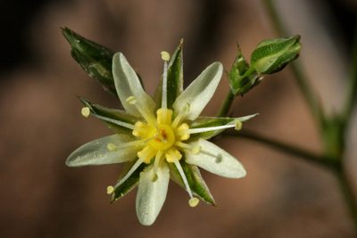Eremogone eastwoodiae, photographed by Cecelia Alexander
