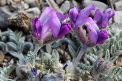 Oxytropis oreophila, photographed by Cecelia Alexander