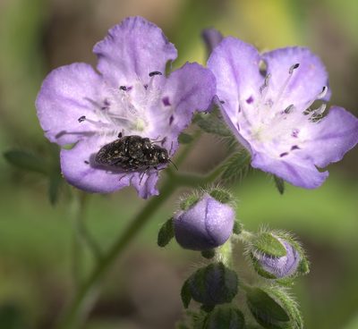 Phacelia hirsuta, photographed by Robert Webster