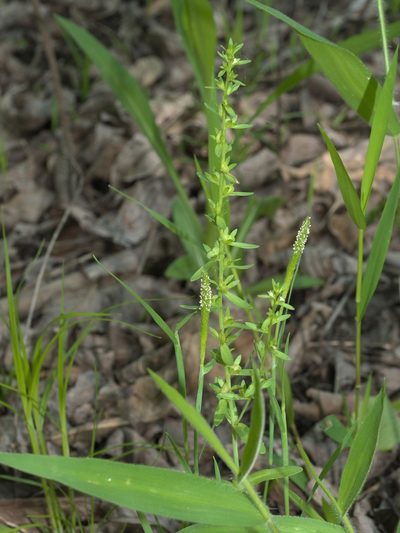 Alopecurus carolinianus, photographed by Robert Webster
