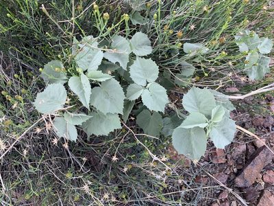 Abutilon malacum, photographed by CK2AZ
