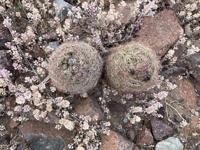 Sclerocactus intertextus, photographed by CK2AZ