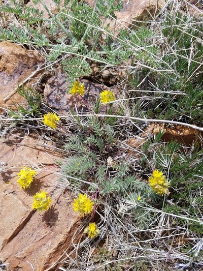Potentilla webberi, photographed by Quinn Campbell