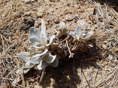 Eriogonum robustum, photographed by Quinn Campbell