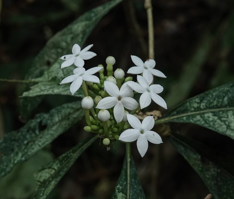 Morinda angustifolia, photographed by Rejoice Gassah