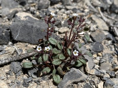 Phacelia barnebyana, photographed by Matt Berger
