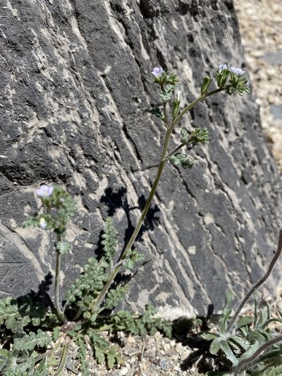 Phacelia affinis, photographed by Matt Berger