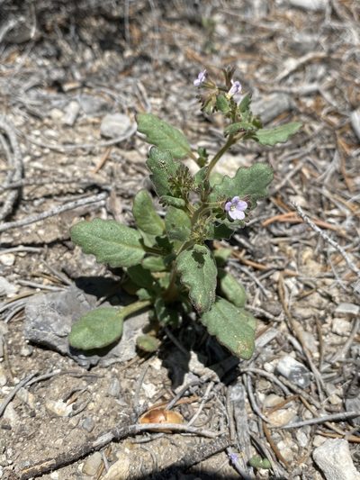 Phacelia lemmonii, photographed by Matt Berger