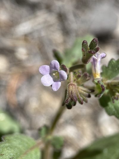 Phacelia lemmonii, photographed by Matt Berger