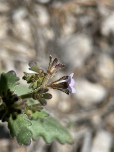 Phacelia lemmonii, photographed by Matt Berger