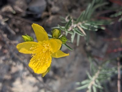 Hypericum concinnum, photographed by My-Lan Le