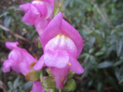 Antirrhinum cirrhigerum, photographed by Duarte Frade