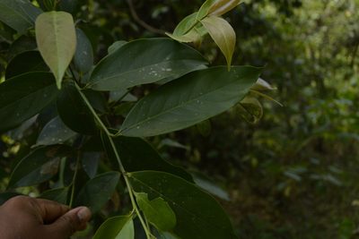 Diospyros nilagirica, photographed by Siddarth Machado