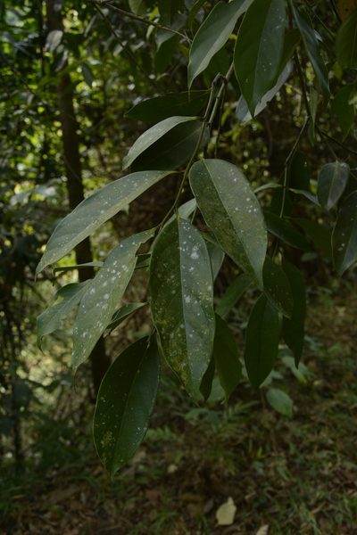 Diospyros nilagirica, photographed by Siddarth Machado