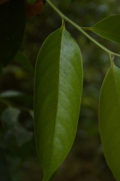 Diospyros nilagirica, photographed by Siddarth Machado