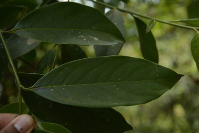 Diospyros nilagirica, photographed by Siddarth Machado