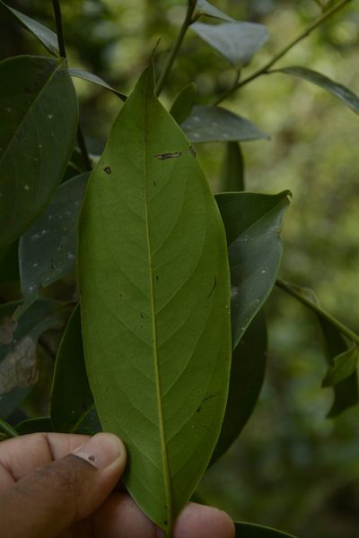 Diospyros nilagirica, photographed by Siddarth Machado