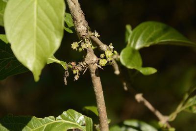 Meyna laxiflora, photographed by Siddarth Machado