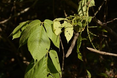 Allophylus cobbe, photographed by Siddarth Machado