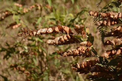 Flemingia strobilifera, photographed by Siddarth Machado