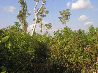 Melaleuca cajuputi, photographed by Oleg Kosterin