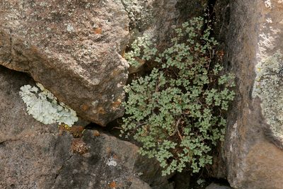 Argyrochosma fendleri, photographed by Cecelia Alexander