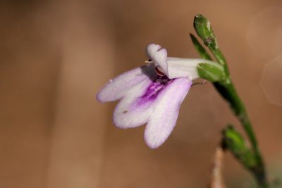 Justicia lanceolata, photographed by Cecelia Alexander