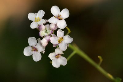 Mostacillastrum subauriculatum, photographed by Cecelia Alexander