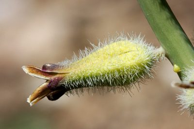 Streptanthus crassicaulis, photographed by Cecelia Alexander