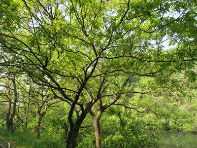 Quercus serrata, photographed by Marco Mussita