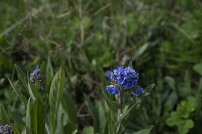 Cynoglottis barrelieri, photographed by Conrad Altmann