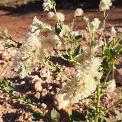 Ptilotus auriculifolius, photographed by T. Hammer