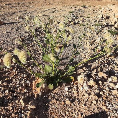 Ptilotus auriculifolius, photographed by T. Hammer