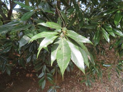 Quercus myrsinifolia, photographed by Marco Mussita