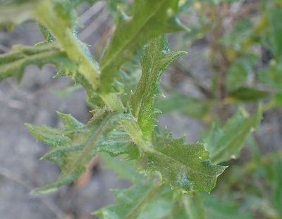 Senecio ilicifolius, photographed by Nicola van Berkel