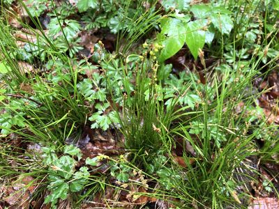 Carex alba, photographed by Jason Grant