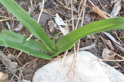 Colchicum longipes, photographed by Nicola van Berkel