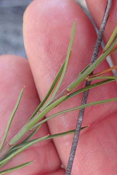 Prismatocarpus brevilobus, photographed by Peter Warren