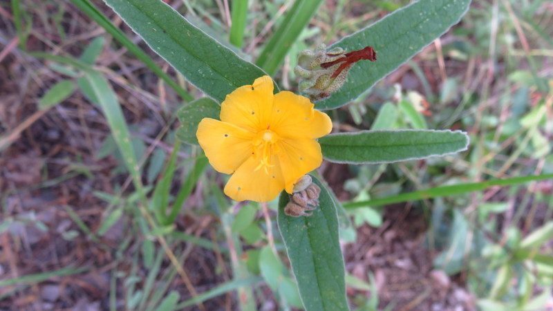 Melhania acuminata, photographed by Simon Tonge