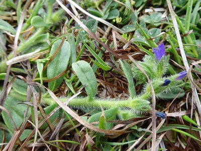 Echium arenarium, photographed by Thomas Koffel