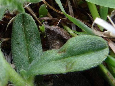 Echium arenarium, photographed by Thomas Koffel