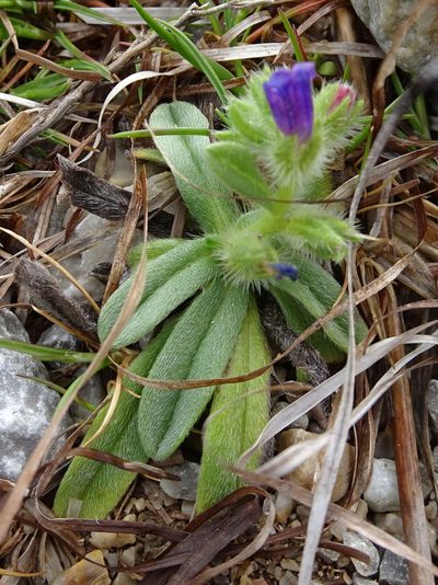 Echium arenarium, photographed by Thomas Koffel