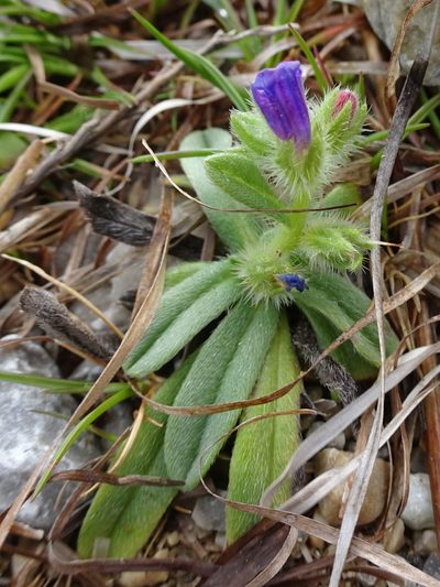 Echium arenarium, photographed by Thomas Koffel